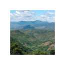 Guatemala La Morena - Barcomi's & Cynthia Barcomi's Onlineshop