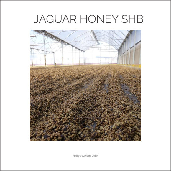 COSTA RICA JAGUNAR HONEY SHB - Barcomi's Onlineshop