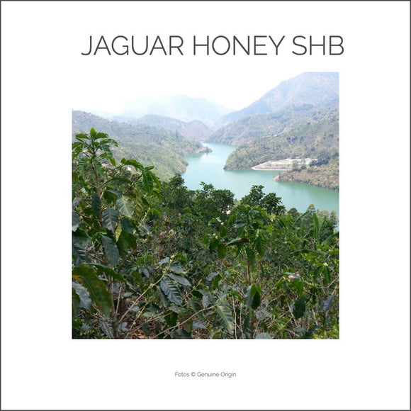 COSTA RICA JAGUNAR HONEY SHB - Barcomi's Onlineshop