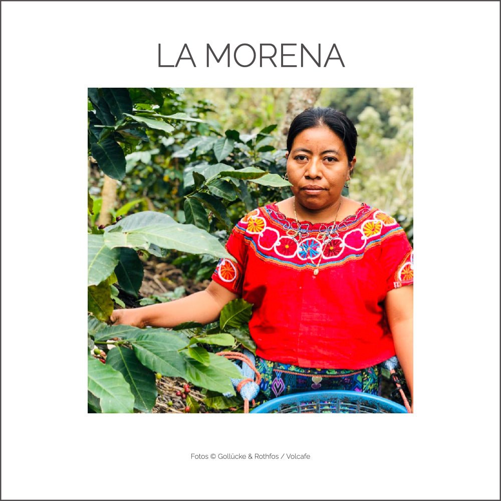 GUATEMALA LA MORENA - Barcomi's Onlineshop